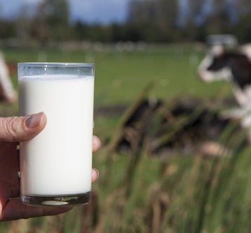 Persona con vaso de leche y vaca en el fondo